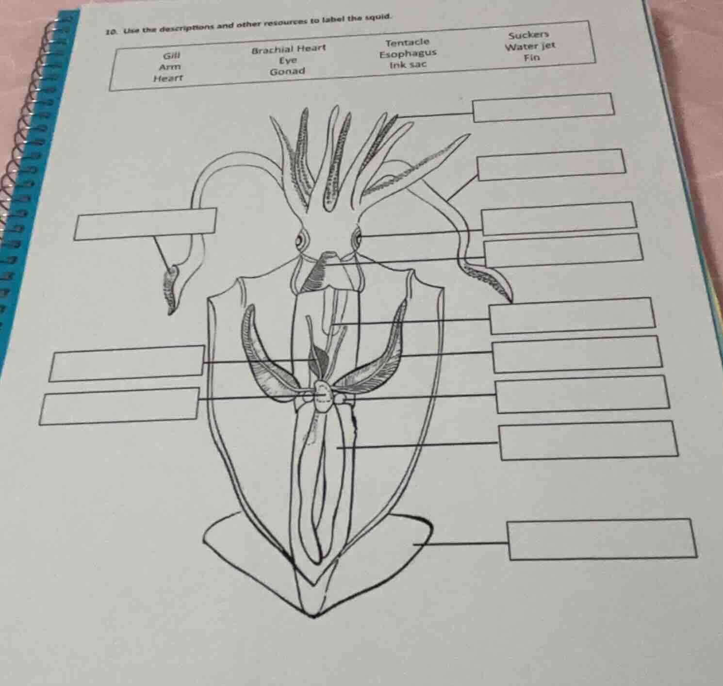 10. use the descriptions and other resources to label the squid. gill a…