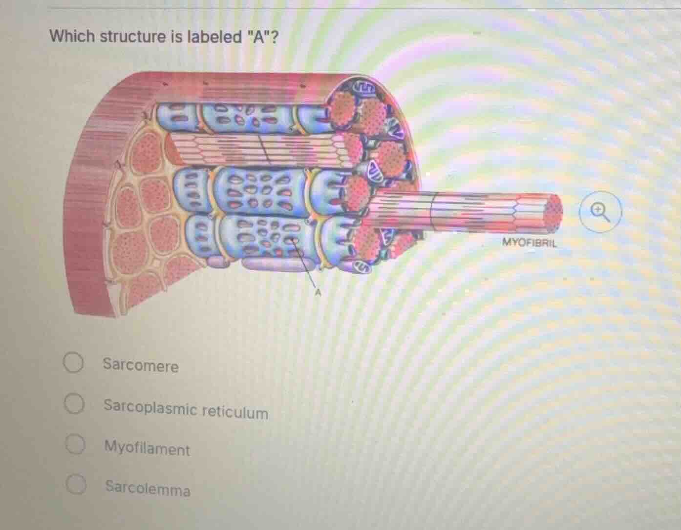 which structure is labeled \a\? myofibril sarcomere sarcoplasmic reticu…