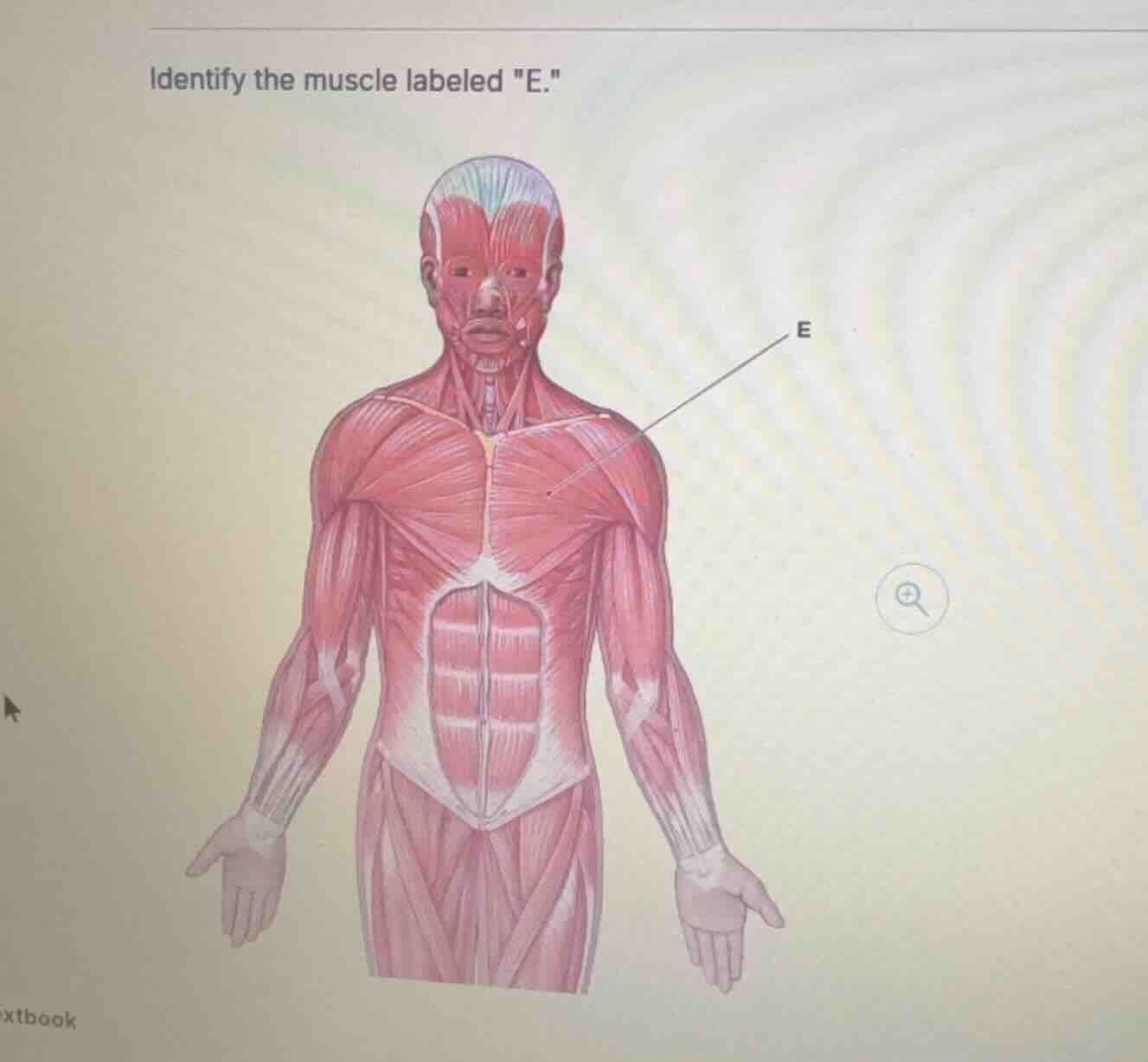 identify the muscle labeled \e.\
