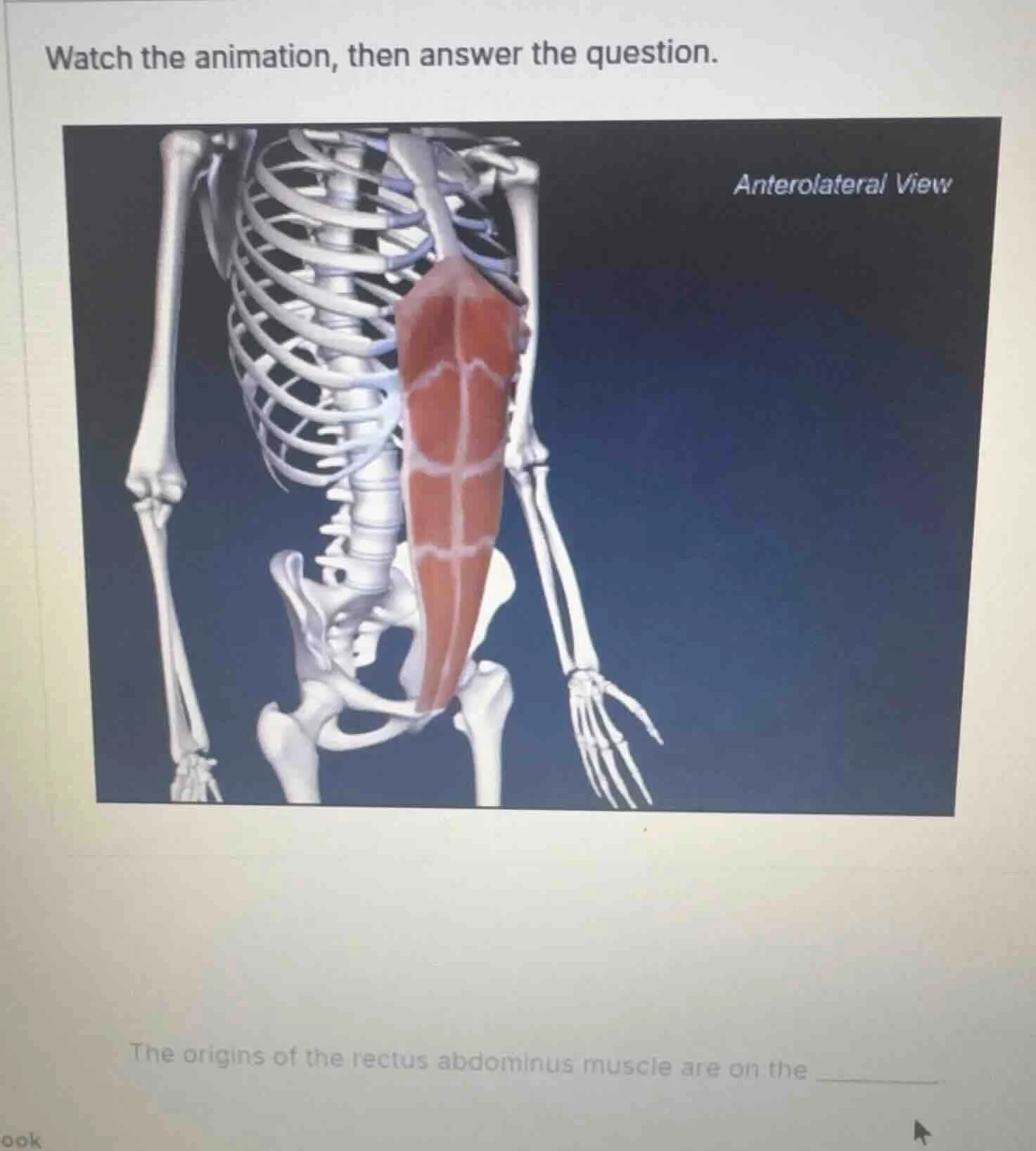 watch the animation, then answer the question. anterolateral view the o…