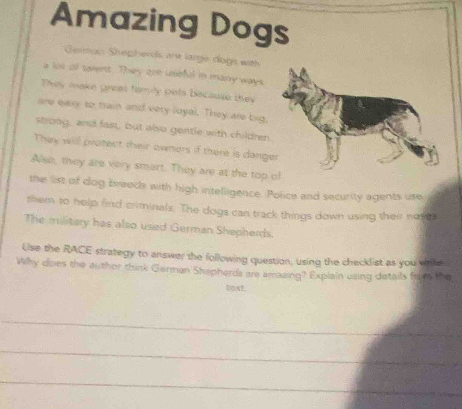 amazing dogs german shepherds are large dogs with a lot of talent. they…