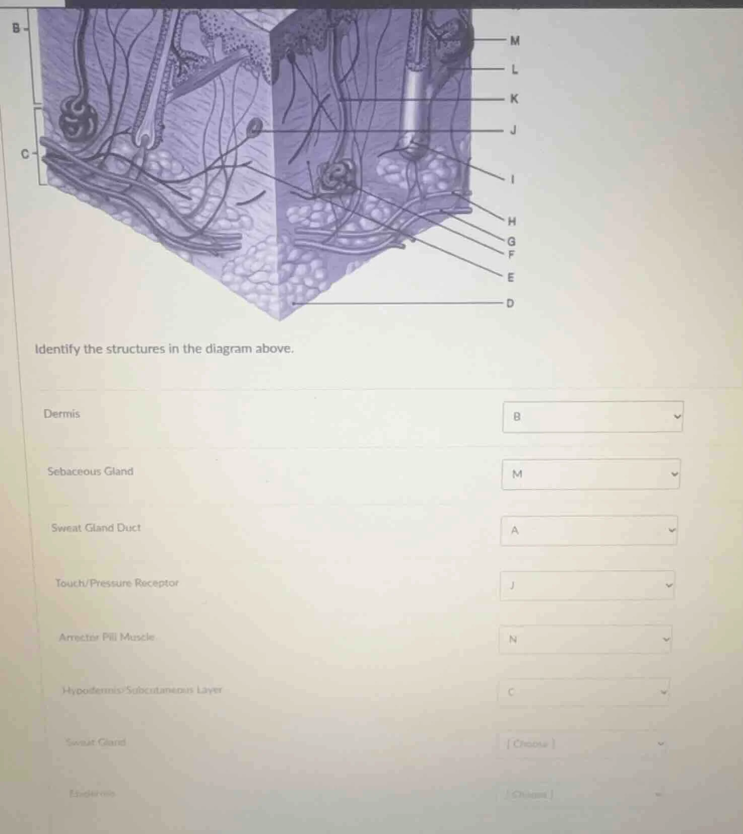 identify the structures in the diagram above. dermis sebaceous gland sw…