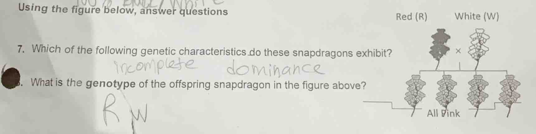 using the figure below, answer questions 7. which of the following gene…