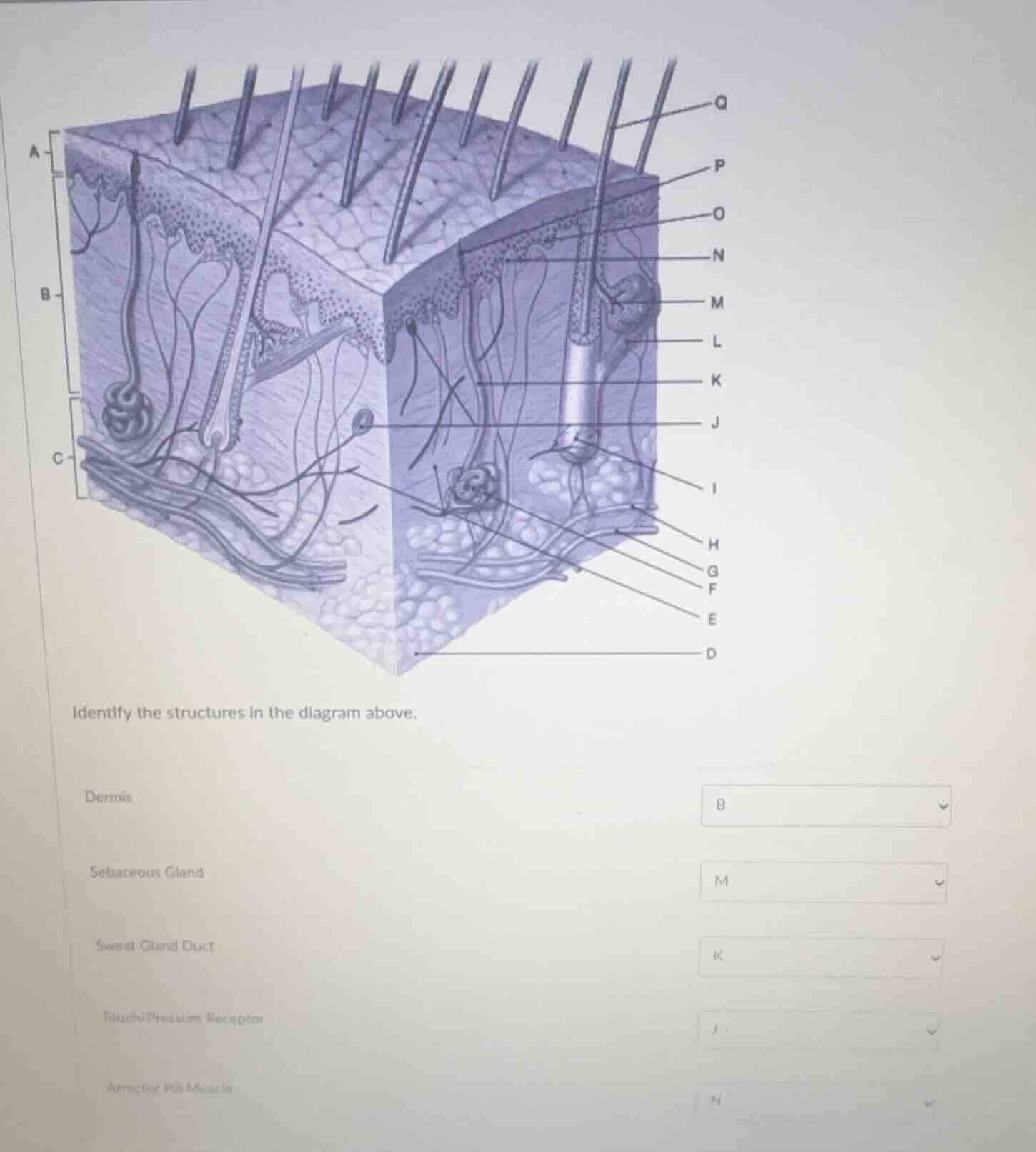 identify the structures in the diagram above. dermis sebaceous gland sw…