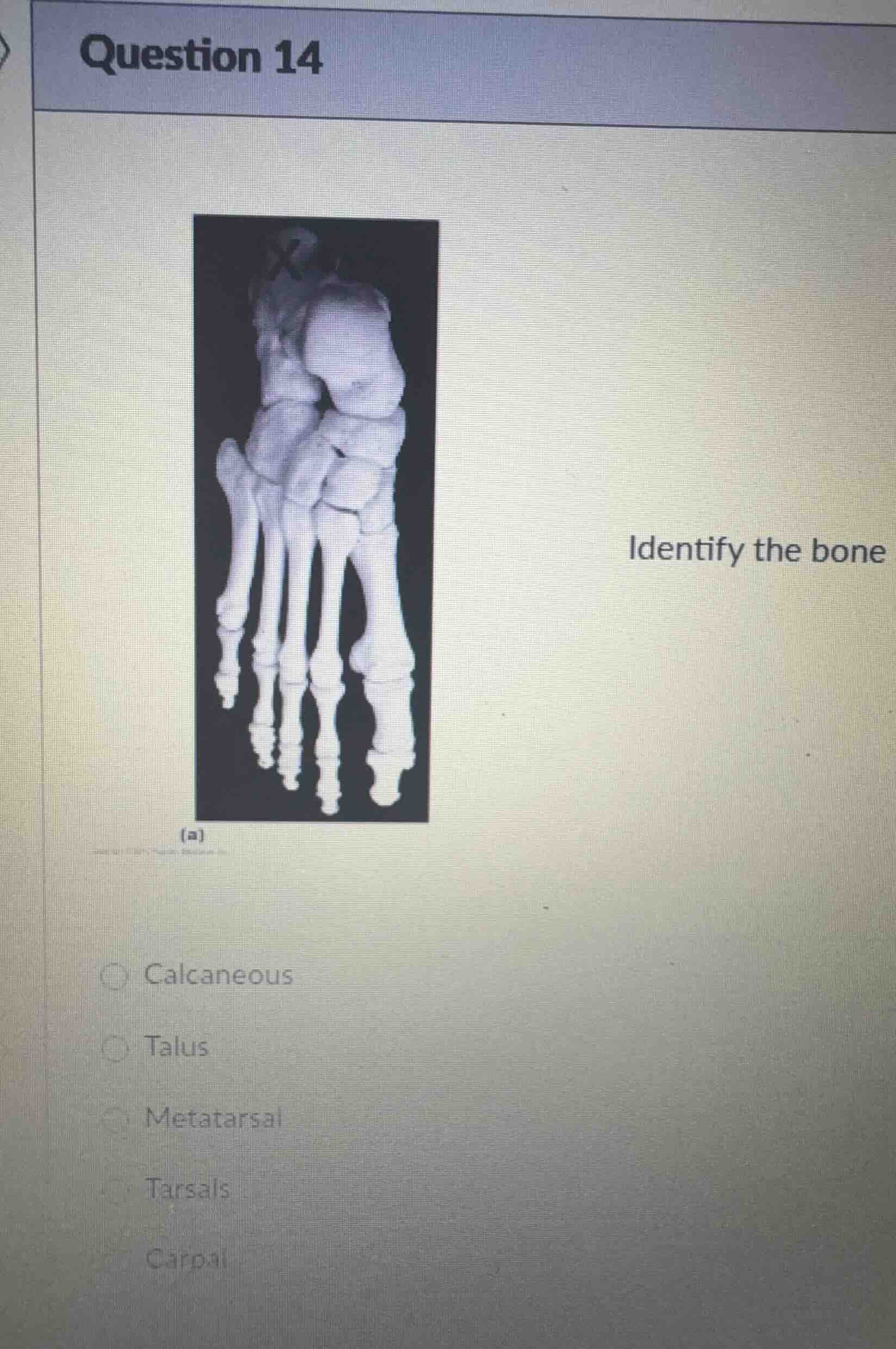 question 14 identify the bone (a) calcaneous talus metatarsal tarsals c…