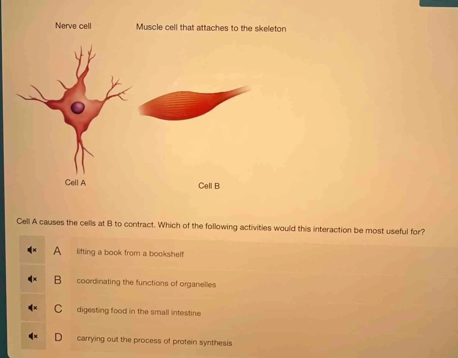 nerve cell muscle cell that attaches to the skeleton cell a cell b cell…