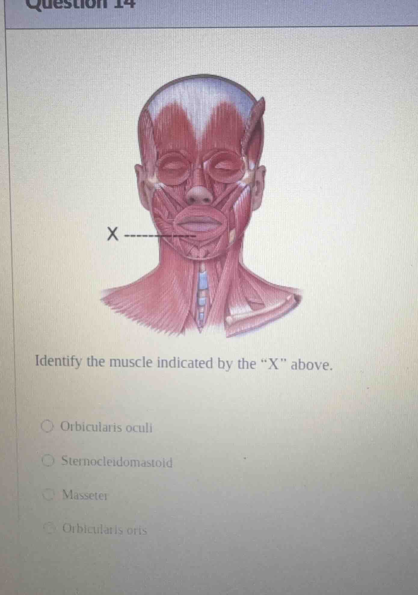 question 14 identify the muscle indicated by the \x\ above. orbicularis…