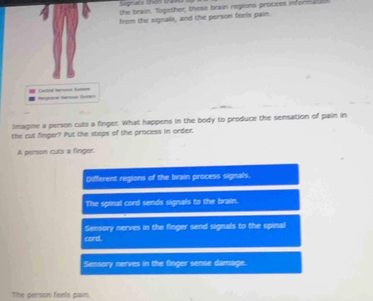 signals then travels up the brain. together, these brain regions proces…