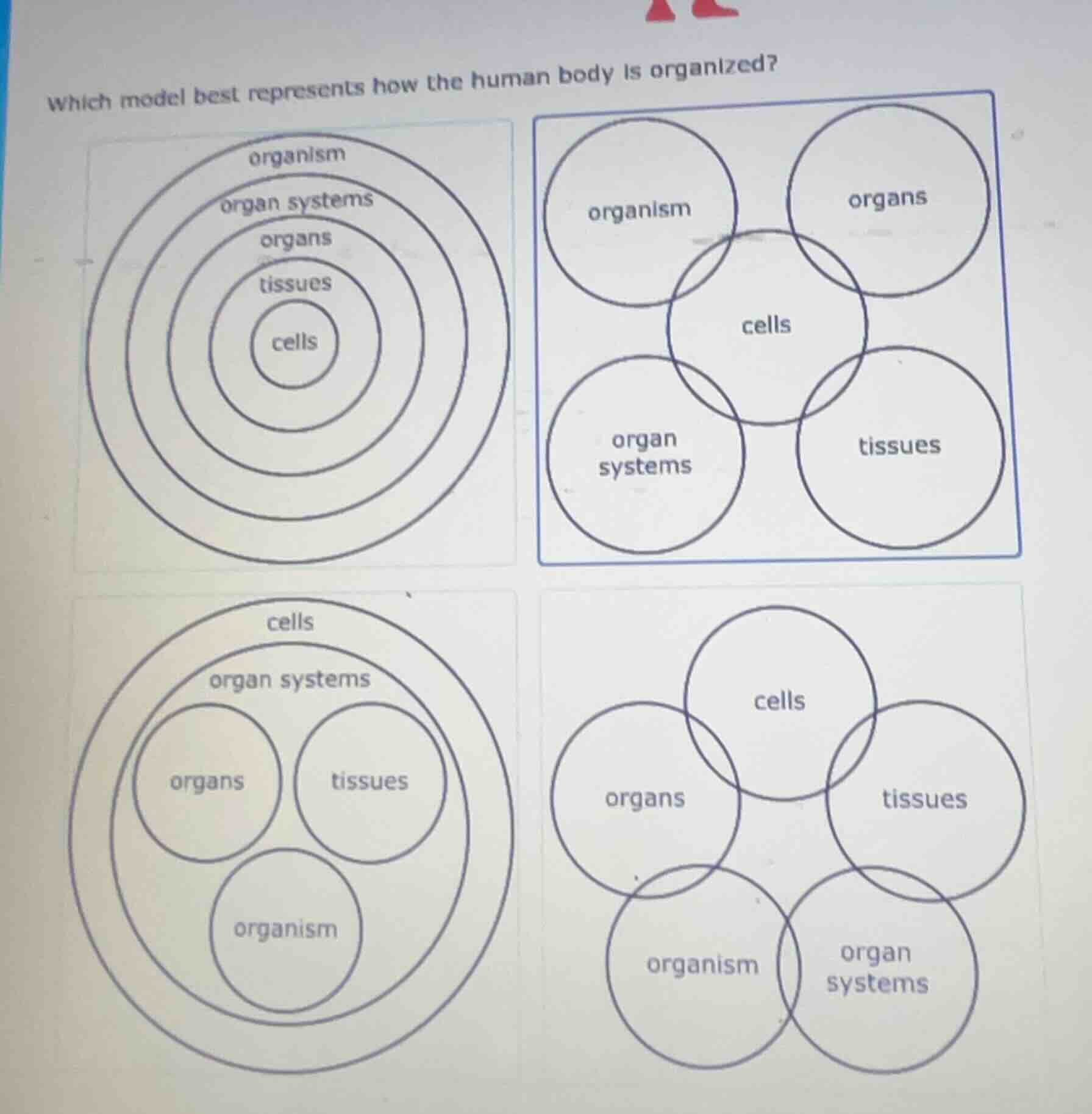 which model best represents how the human body is organized?