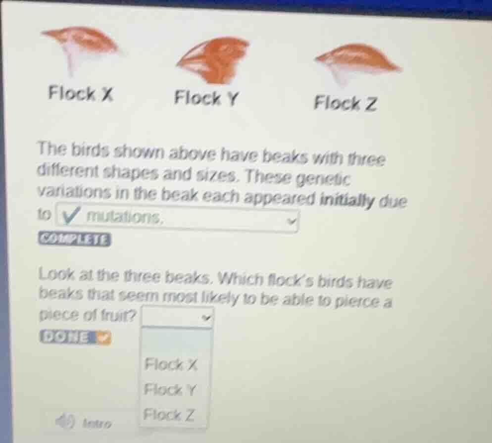 flock x flock y flock z the birds shown above have beaks with three dif…