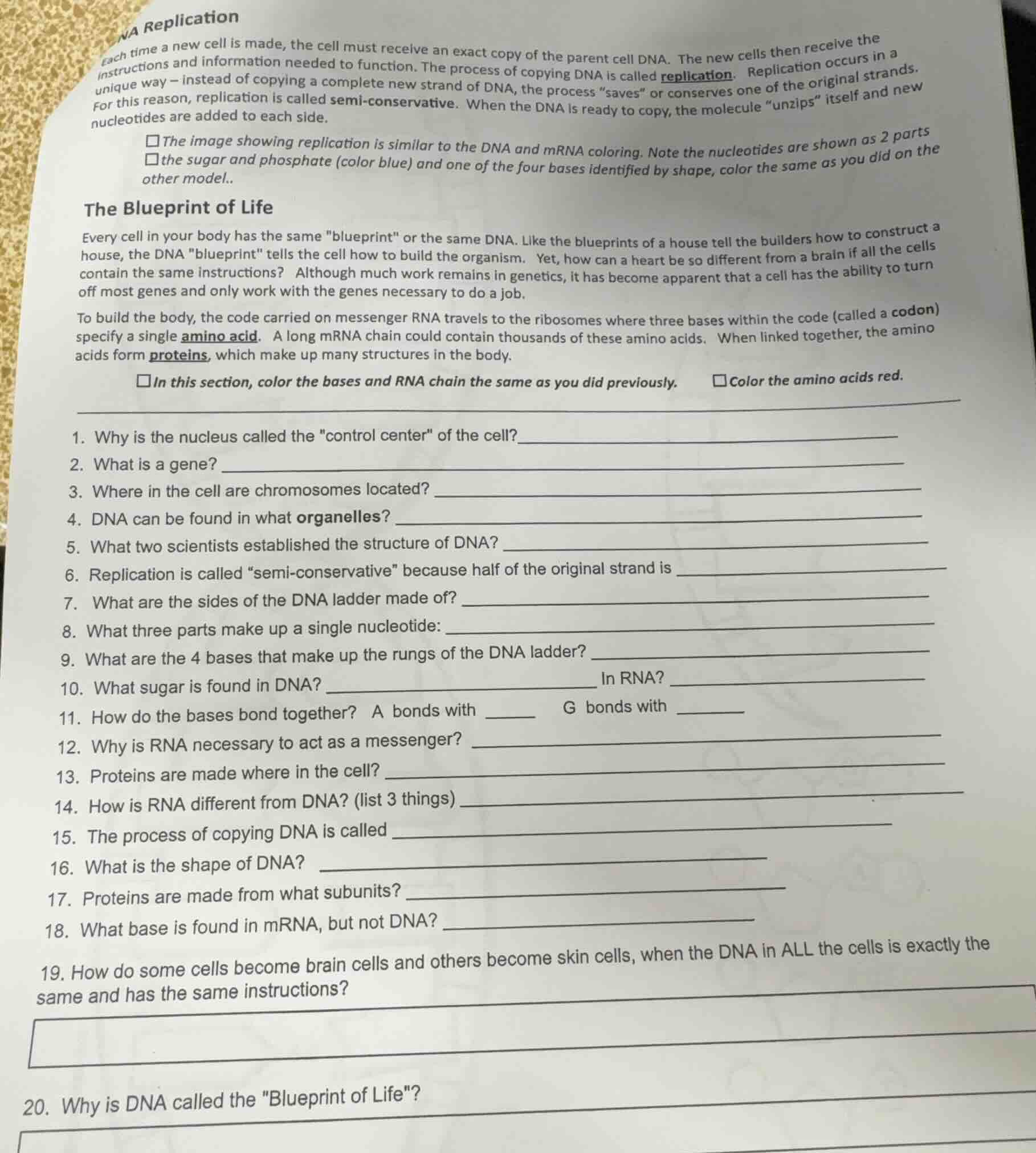 na replicationeach time a new cell is made, the cell must receive an ex…