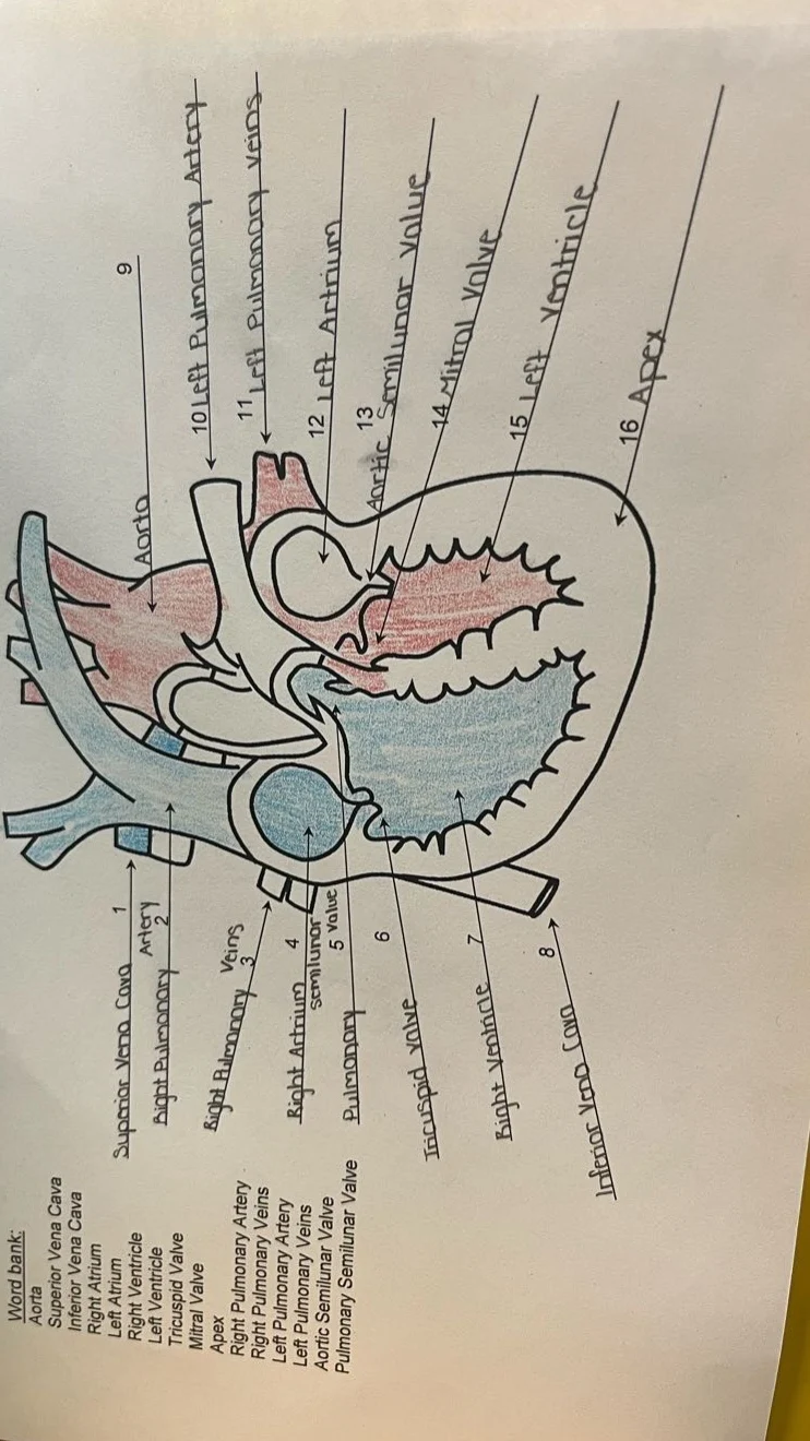 word bank: superior vena cava inferior vena cava aorta right atrium lef…