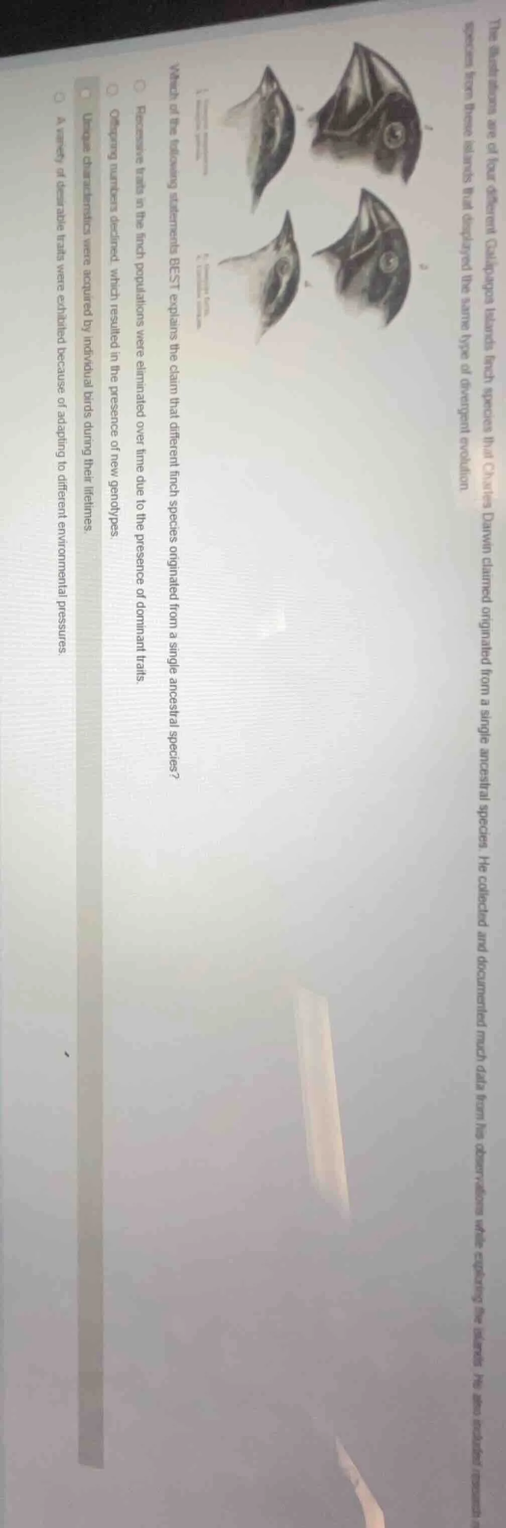 the illustrations are of four different galápagos islands finch species…