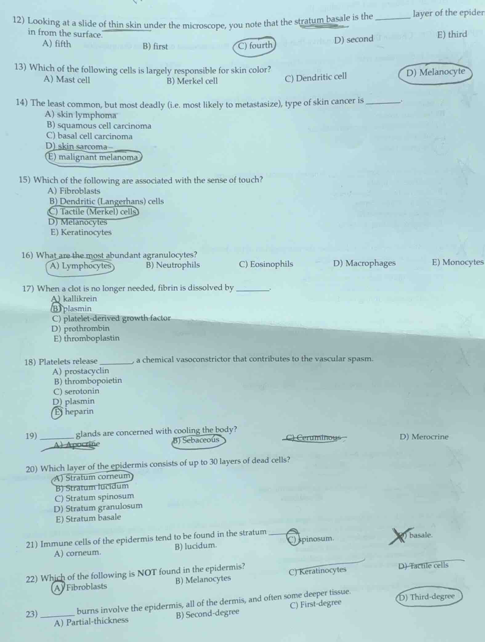 12) looking at a slide of thin skin under the microscope, you note that…