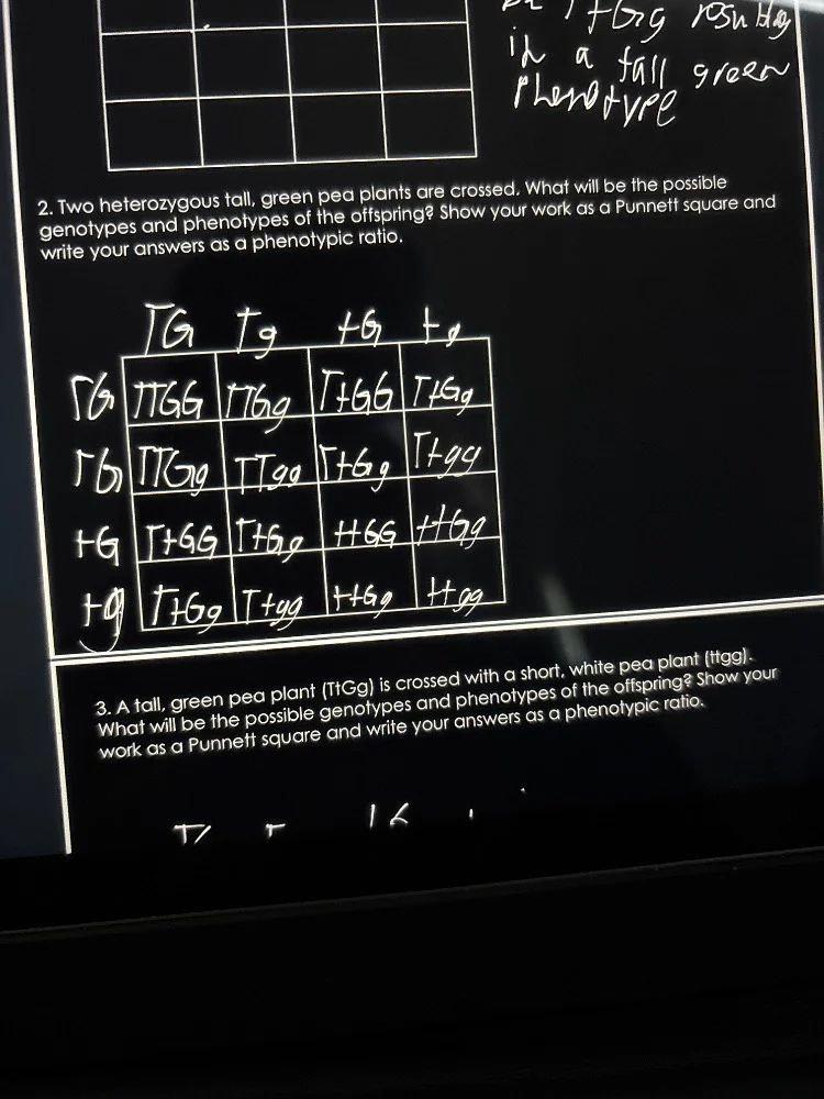 in a tall green phenotype 2. two heterozygous tall, green pea plants ar…