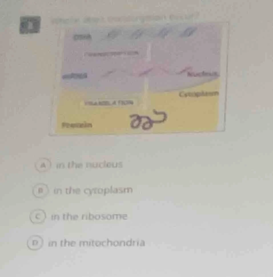 a in the nucleus b in the cytoplasm c in the ribosome d in the mitochon…