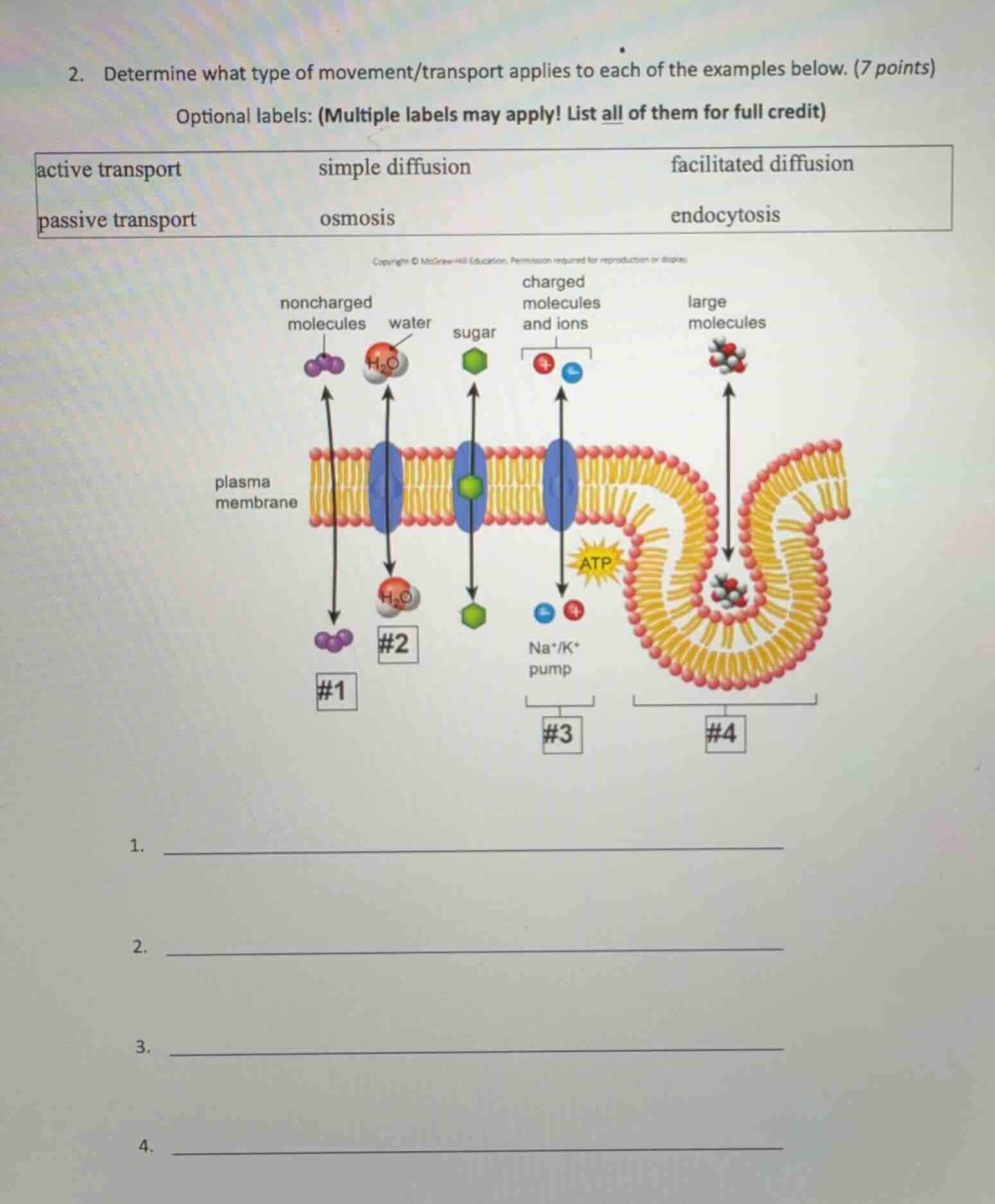 2. determine what type of movement/transport applies to each of the exa…
