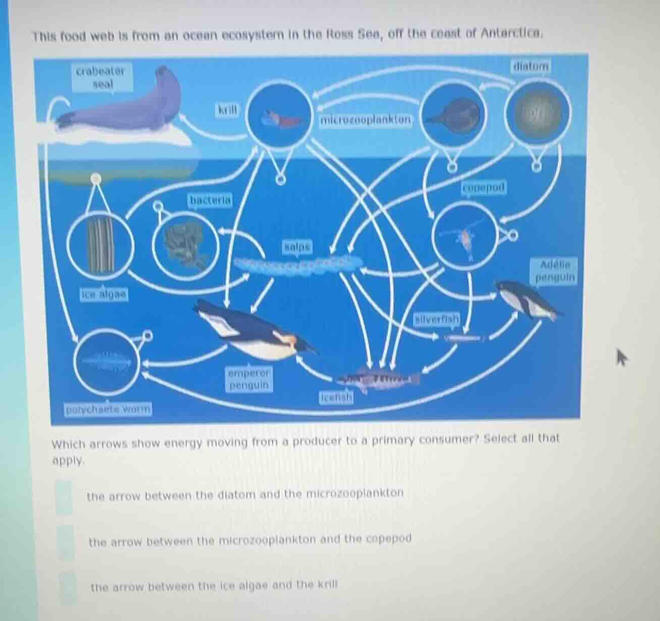 this food web is from an ocean ecosystem in the ross sea, off the coast…